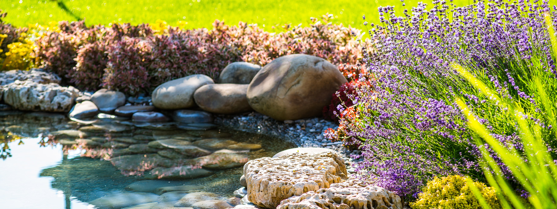 A garden with rocks and plants in the water.