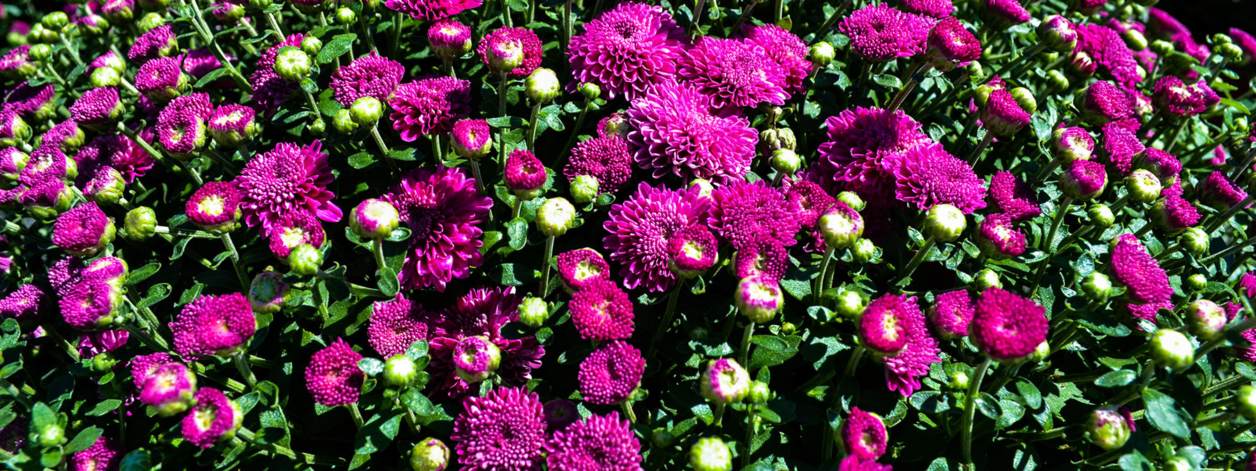 A close up of some purple flowers with green leaves