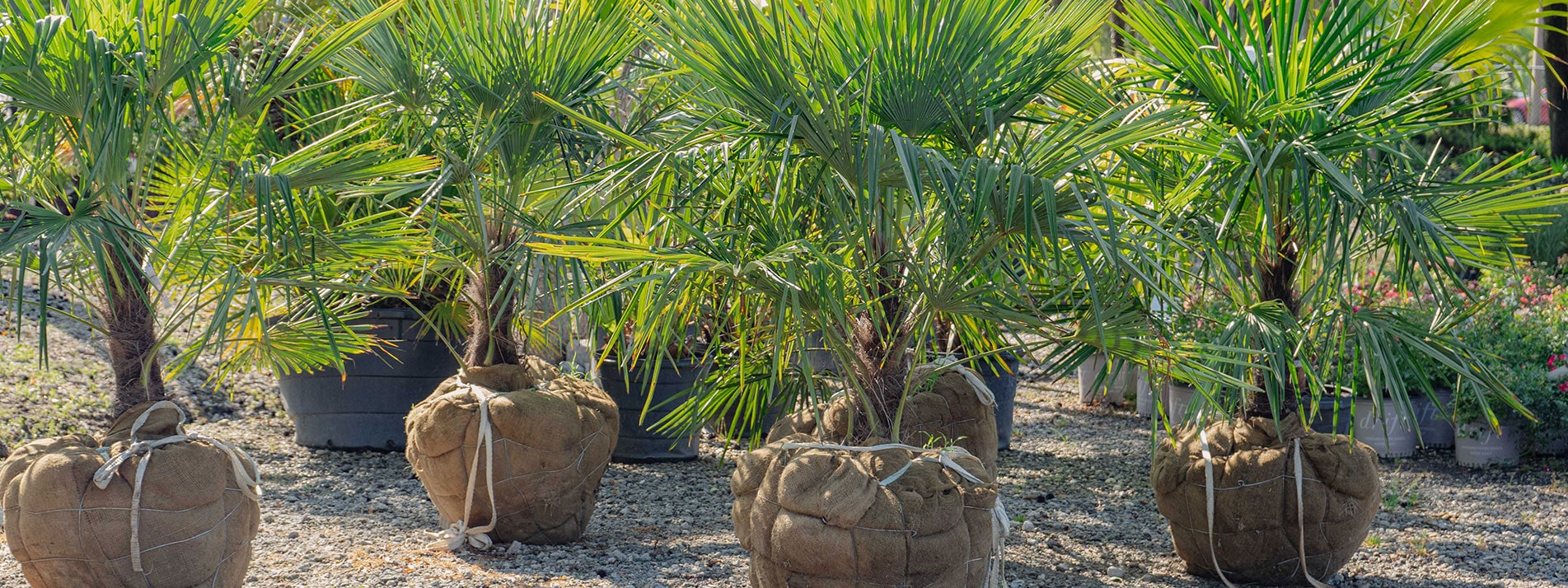 A group of palm trees in pots on the ground.
