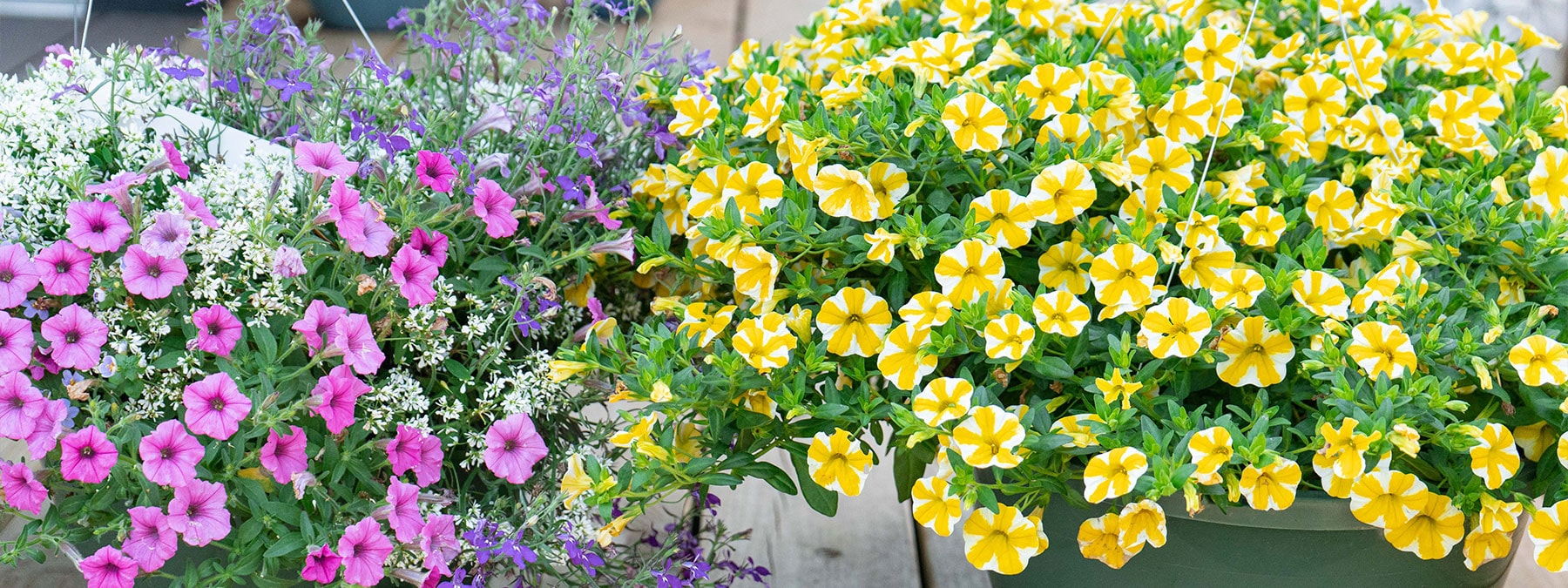 A close up of yellow flowers in a pot