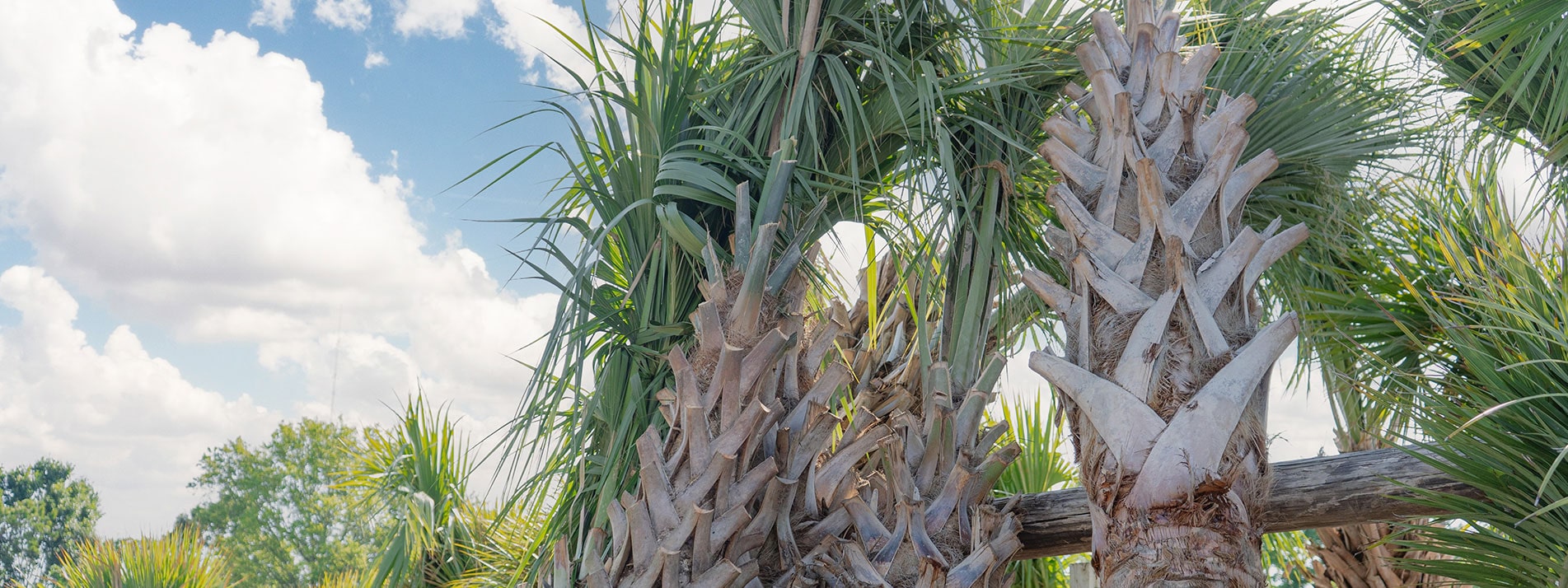 A palm tree with many leaves on it